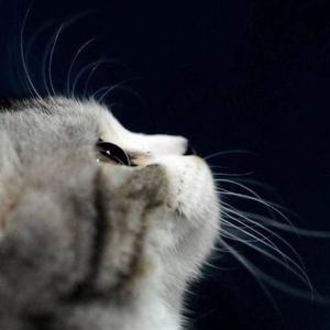 再见吧喵小姐【cover王晓天】（翻自 猫大）