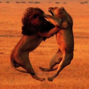 Collision