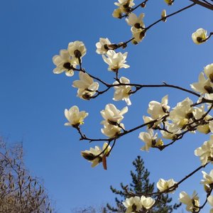 《3月12日的爱》