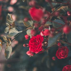 to love(prod.by Iwamizu)正式版