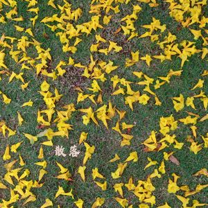 缓缓摇曳 (古琴版)