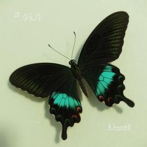 黑色蝴蝶(Cover 汪苏泷)