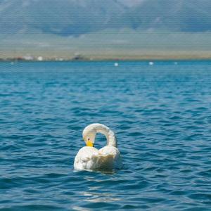 鸿雁 (葫芦丝 |竹韵雅音)