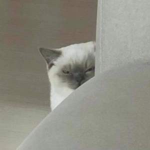 日子全都喂给了猫