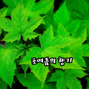 초여름의 향기 (6월)