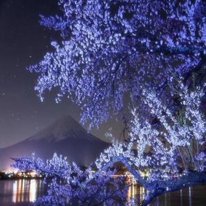 Mariposa de alas blancas