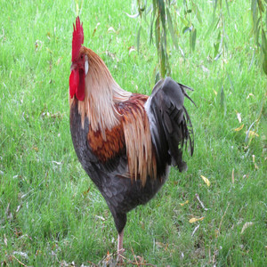 Best Friends Forever