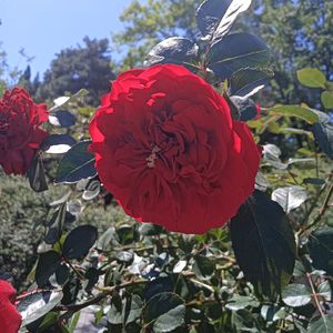 时光恋人（纯音乐）