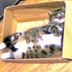 姑娘我爱你 伴奏