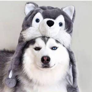 petal_20220326_181749_2022-03-26_213847