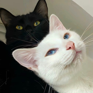 陈雪凝-你的酒馆对我打了样（杨云 remix）