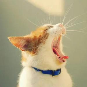 【Free】午后 蛋堡 nujabes 混沌武士 Type Beat