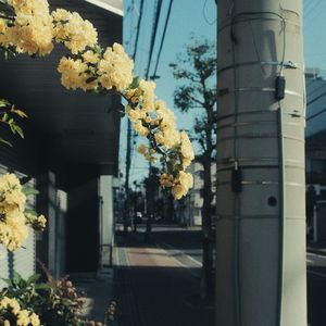 Sleepless Night with Crickets 与蟋蟀共度的无眠夜