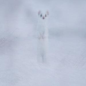 Design (Instrumental) (Instrumental)