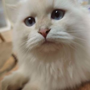 <free88买断>电吉他悲伤抒情