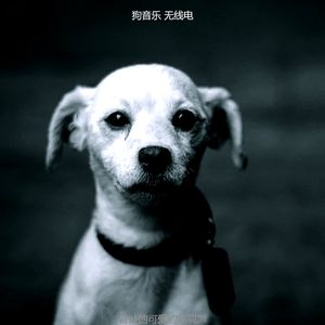 精彩孤独的狗环境