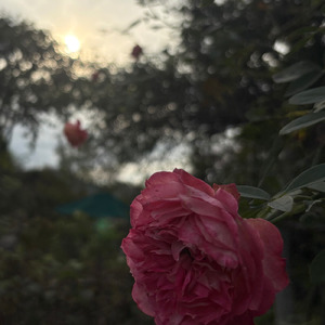 gently (feat. ZOLA YUU, 結月ゆかり & 歌愛ユキ)