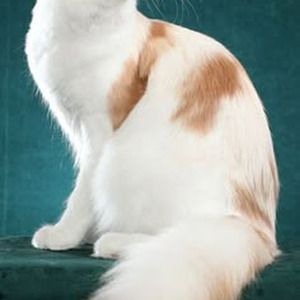 Trap Money (nightcore)