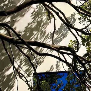 《频频为你回头》