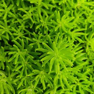 种树郭驼驼转(自北国梅雨)