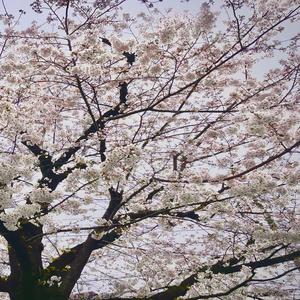 桜の匂い
