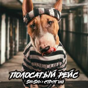 Полосатый рейс