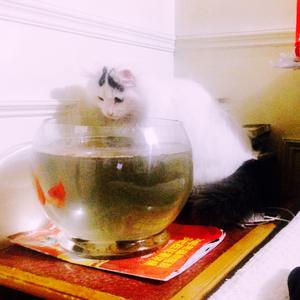 如果我的孤独是鱼