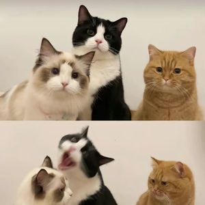 视频提取音频_大雨1692764220114