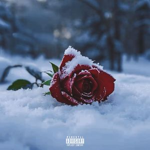 Snow&Rose雪与玫瑰