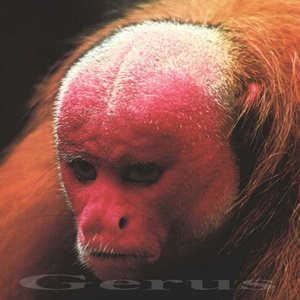 GQOM (2026 Remastered Version)