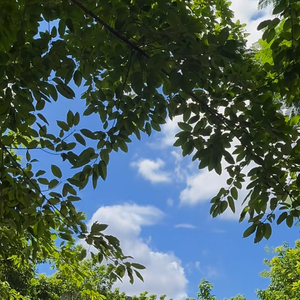夏日蝉鸣