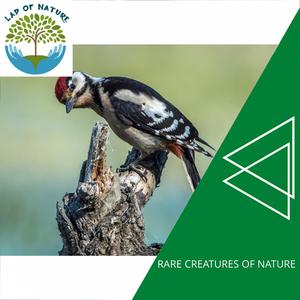 Pitiful Thinderstorm