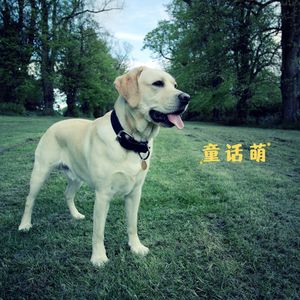 童话萌 (狗狗安抚)