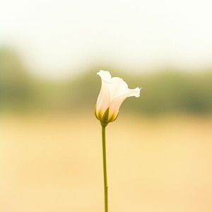 揺れる線をなぞるように