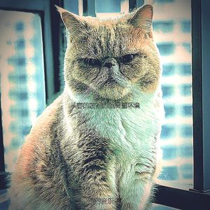 微妙的小猫心情