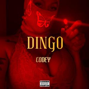 DINGO