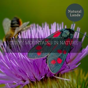 Astonishing Blue Jay