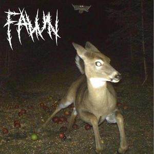 Fawn