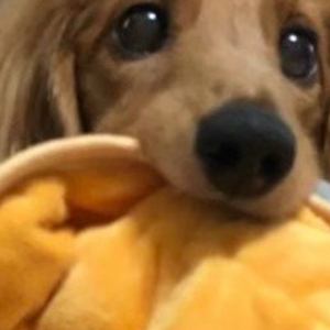 あしあと