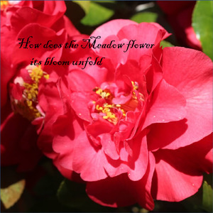 Mary of the Bells: Mary Did You Know & Carol of the Bells(A Million Pianos Soundtrack)