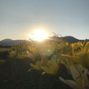 琐寒窗 怀昭君 (1)