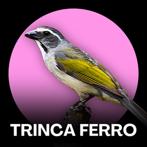 Fêmea Trinca Ferro - Chamando Para Gala