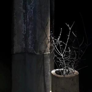 就让我在春风沉醉的夜晚老去.