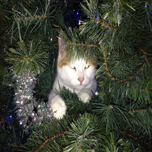 Stampen Roend De Kestbome