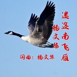 迷途南飞雁-DJ版