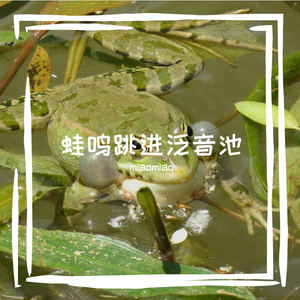 蛙鸣跳进泛音池