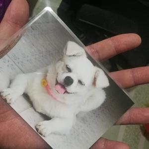 Dian Dian, Please Come Home, I Love You!