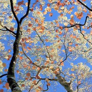 赦免那个还爱你的我