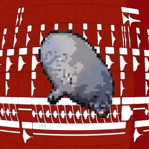 Awo Awo (海豹进行曲)