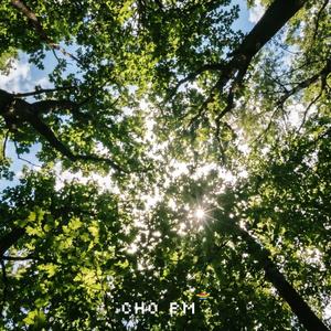 언젠가 다시 여름